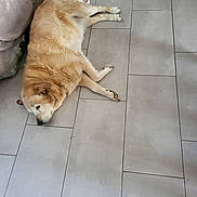 Chien Inola a rejoint le concours — aidez-le/la à gagner de superbes lots ! animal, canine, casual, comfort, dog, floor, fur, golden_dog, home, human_arm, human_foot, indoor, lying_down, paws, peaceful, pet, quiet, relaxing, resting, tile_floor