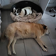 Christelle Fauchet a rejoint le concours — aidez-le/la à gagner de superbes lots ! animal, blanket, brown_dog, companion, cozy, dog, dog_bed, floor, fur, furniture, home, indoor, laying, living_room, pet, relaxing, resting, sleeping, tile_floor, white_black_dog