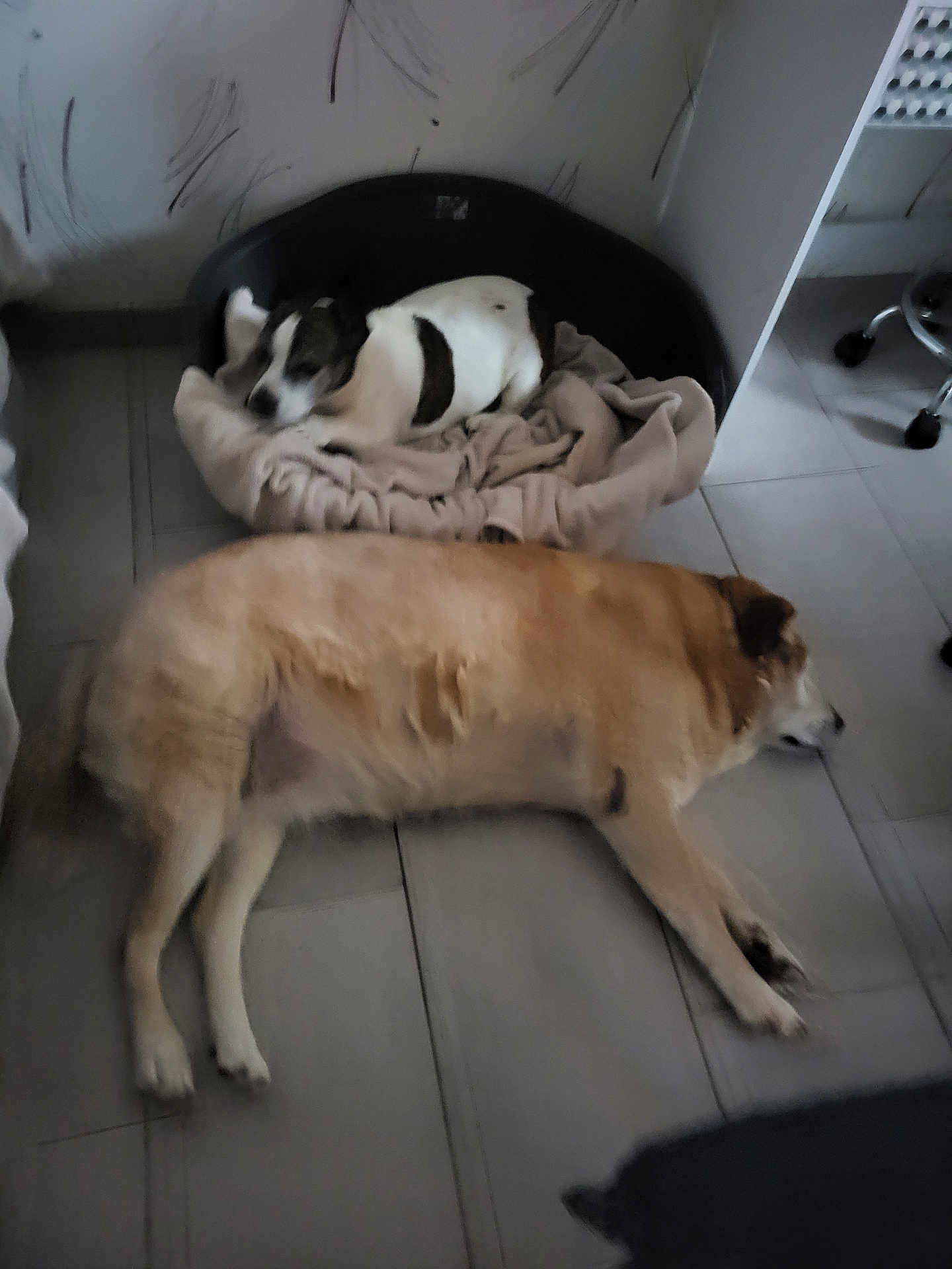 Christelle Fauchet a rejoint le concours — aidez-le/la à gagner de superbes lots ! animal, blanket, brown_dog, companion, cozy, dog, dog_bed, floor, fur, furniture, home, indoor, laying, living_room, pet, relaxing, resting, sleeping, tile_floor, white_black_dog