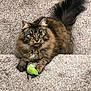 animal, carpet, cat, claws, curious, cute, domestic, feline, fur, indoor, looking, mouse_toy, pet, playful, resting, stairs, tabby, tail, toy, whiskers