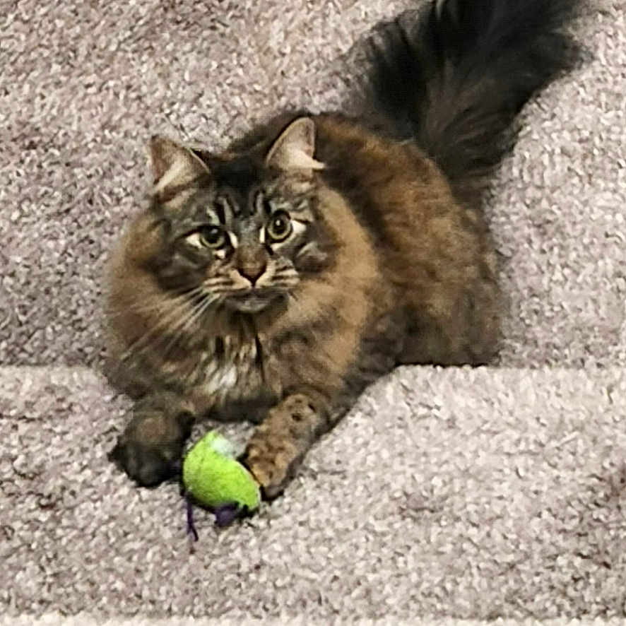 Odette joined the competition — help win amazing prizes! animal, carpet, cat, claws, curious, cute, domestic, feline, fur, indoor, looking, mouse_toy, pet, playful, resting, stairs, tabby, tail, toy, whiskers