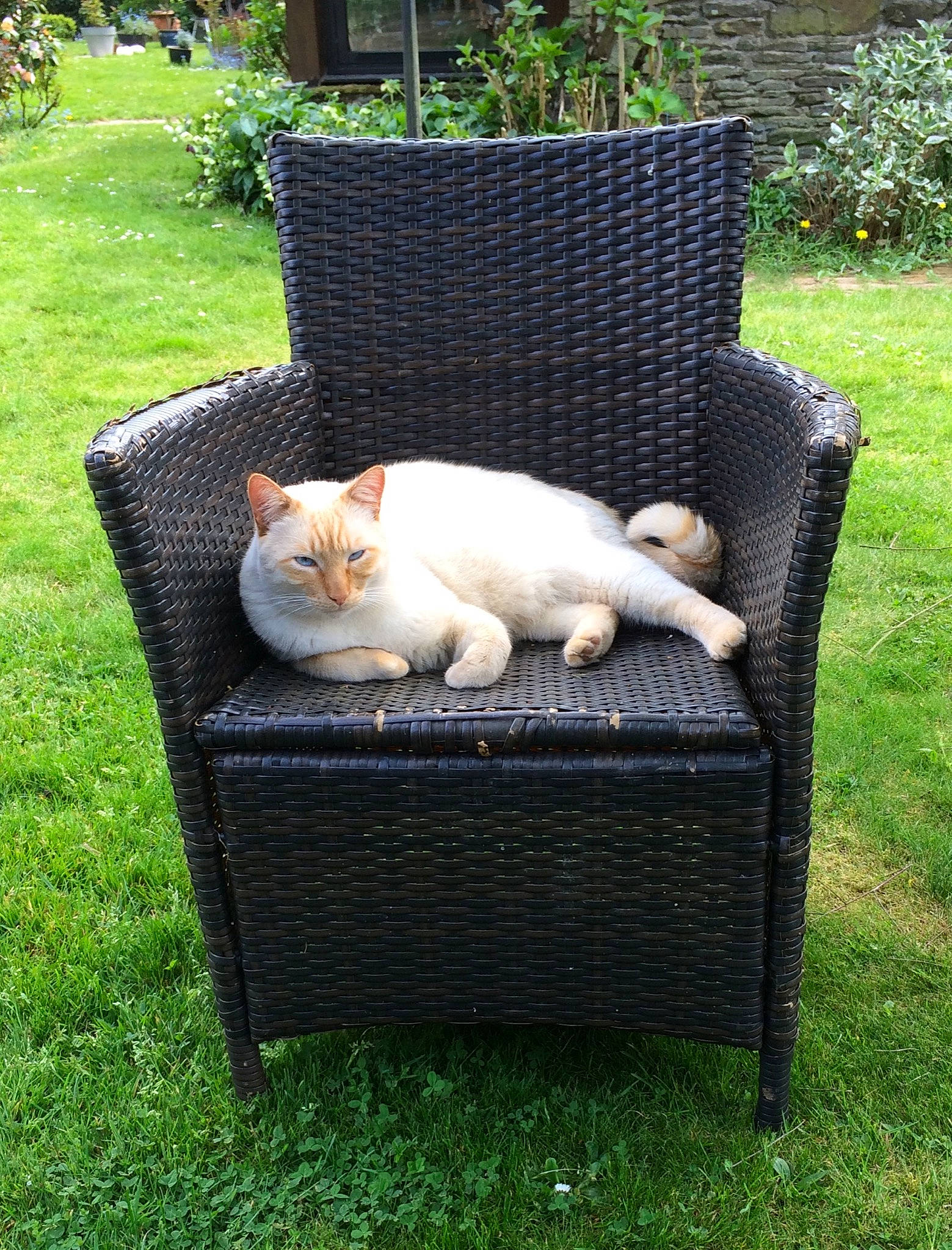 Mielhyn a rejoint le concours — aidez-le/la à gagner de superbes lots ! cat, chair, fawn, felidae, furniture, garden, grass, lawn, outdoor_furniture, outdoor_table, plant, small_to_medium_sized_cats, table, tail, tree, turkish_van, wicker, yard