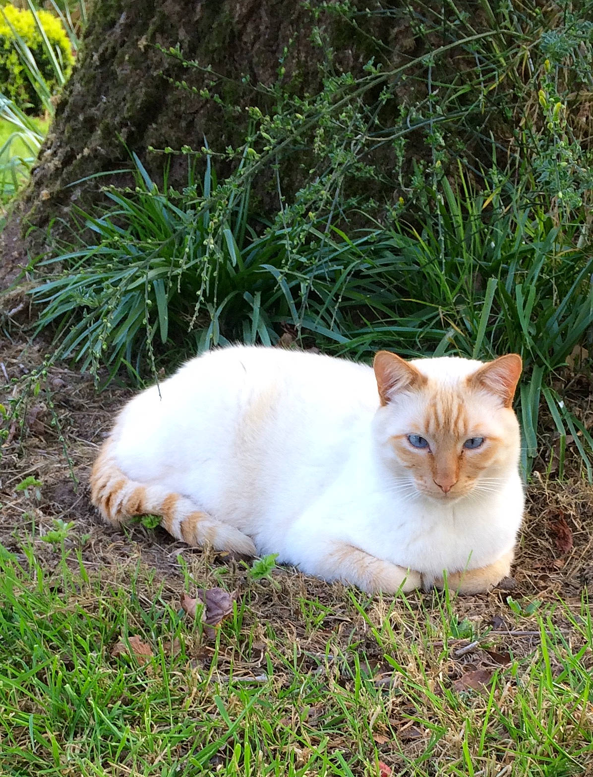 Mielhyn a rejoint le concours — aidez-le/la à gagner de superbes lots ! aegean_cat, carnivore, cat, domestic_short_haired_cat, european_shorthair, fawn, felidae, fur, grass, grass_family, plant, small_to_medium_sized_cats, tail, whiskers