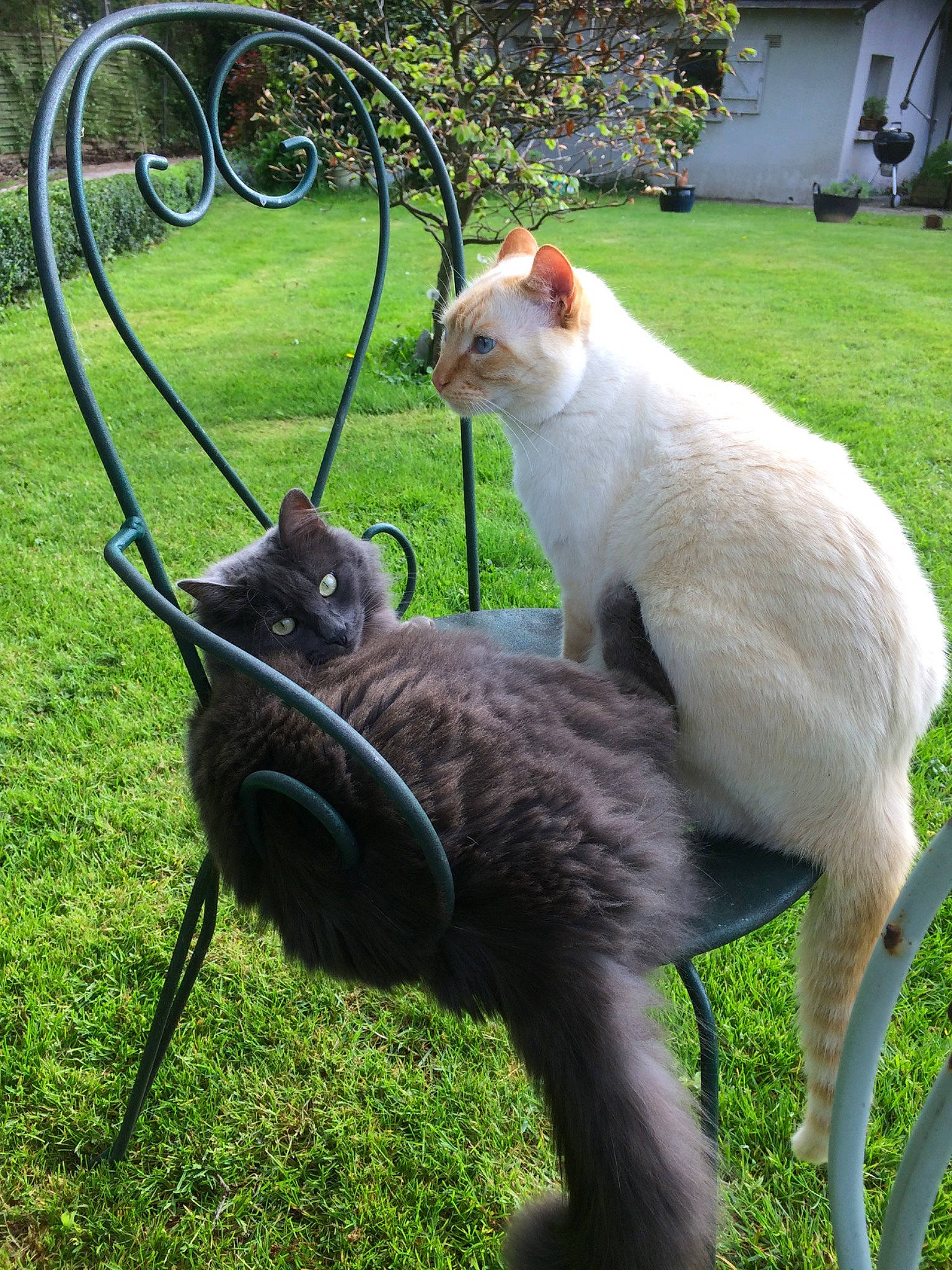 Mielhyn participe au concours pour gagner de l'argent avec cette photo : carnivore, cat, claw, domestic_short_haired_cat, felidae, fur, grass, organism, photo_caption, plant, small_to_medium_sized_cats, tail, thai, whiskers