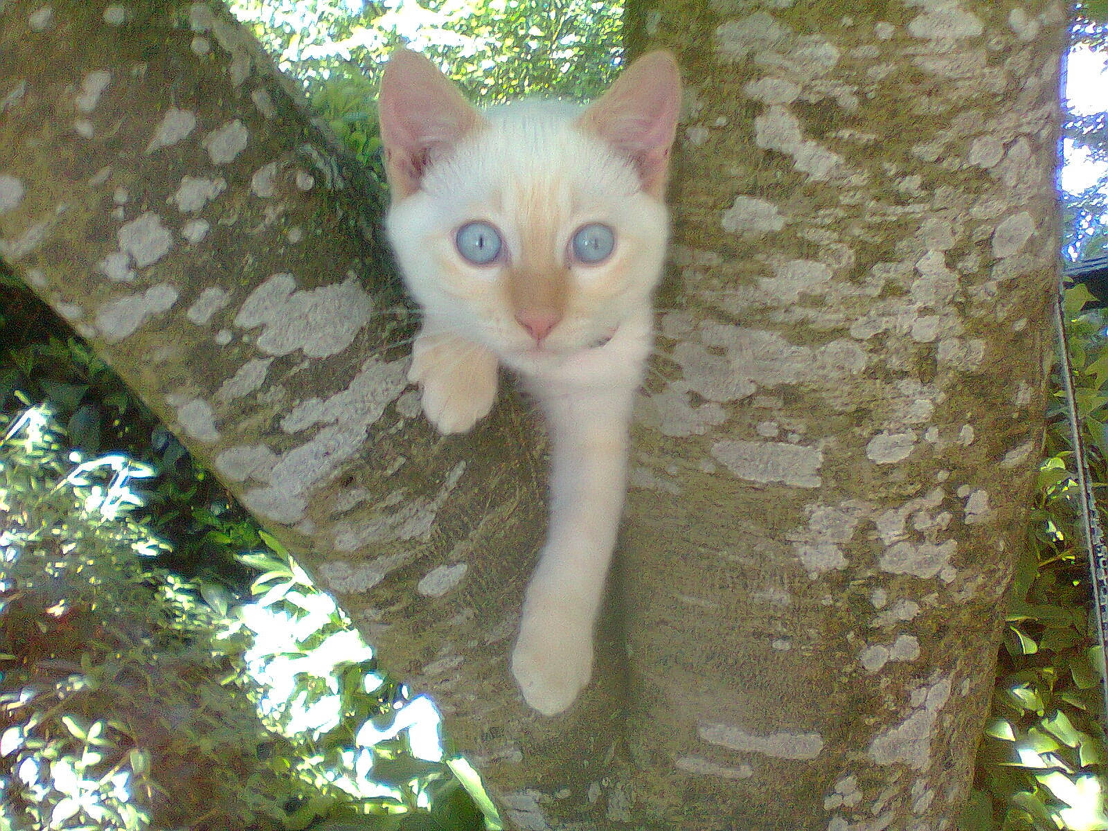 Mielhyn participe au concours pour gagner de l'argent avec cette photo : aegean_cat, asian, carnivore, cat, domestic_short_haired_cat, eye, fawn, felidae, german_rex, mammal, ojos_azules, plant, small_to_medium_sized_cats, tail, tree, trunk, whiskers