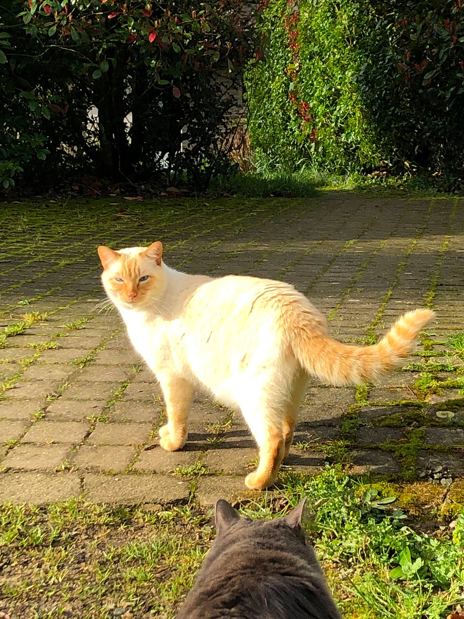 Mielhyn participe au concours pour gagner de l'argent avec cette photo : carnivore, cat, fawn, felidae, grass, mammal, small_to_medium_sized_cats, tail, turkish_van, vertebrate, whiskers