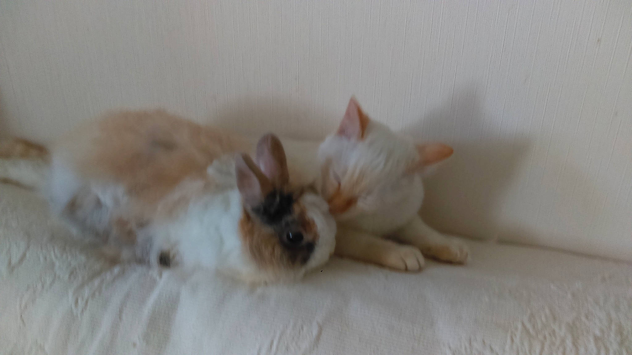 Caramel a rejoint le concours — aidez-le/la à gagner de superbes lots ! carnivore, cat, ear, fawn, felidae, kitten, mammal, persian, rabbit, rabbits_and_hares, ragdoll, small_to_medium_sized_cats, tail, whiskers