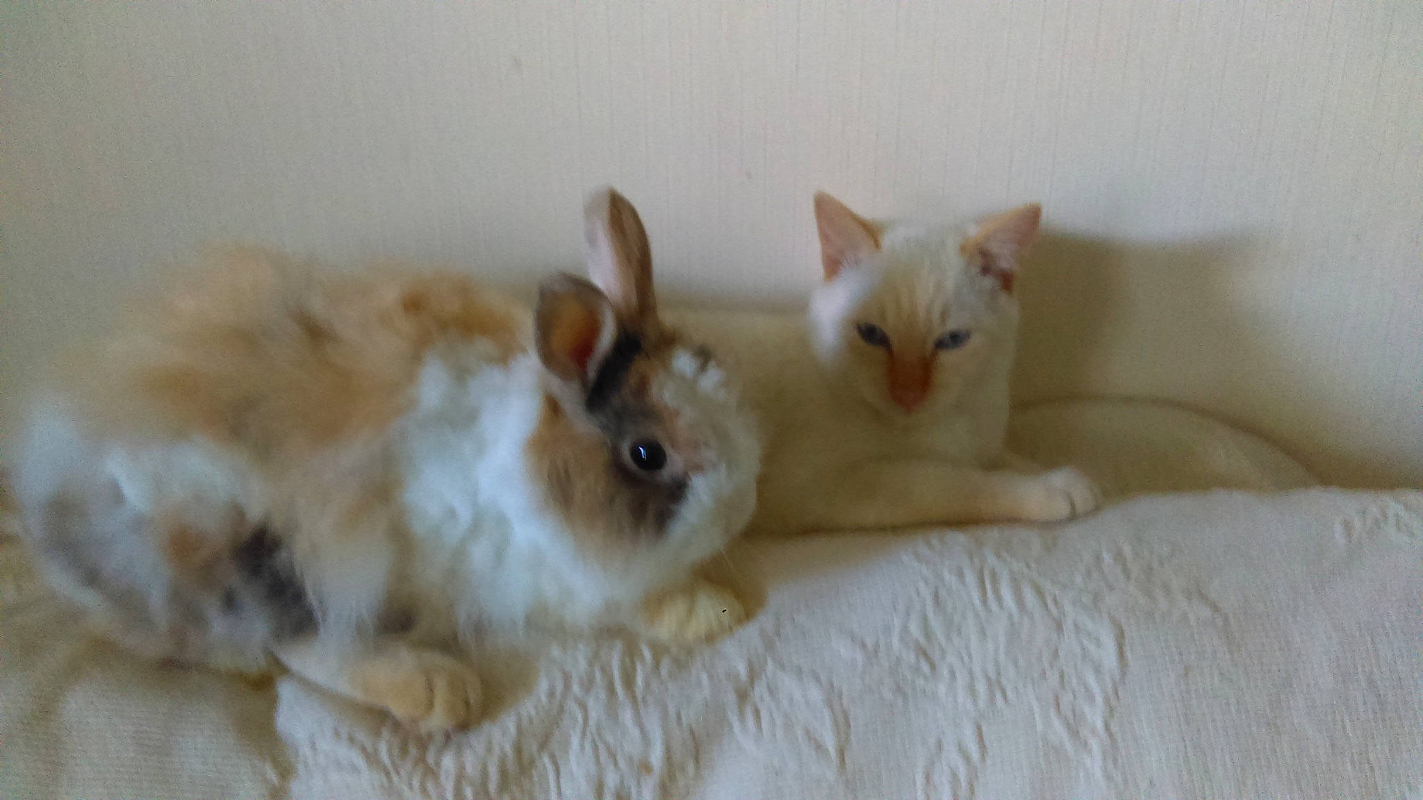 Caramel participe au concours pour gagner de l'argent avec cette photo : cat, domestic_rabbit, ear, fawn, felidae, hare, mammal, rabbit, rabbits_and_hares, small_to_medium_sized_cats, vertebrate, whiskers