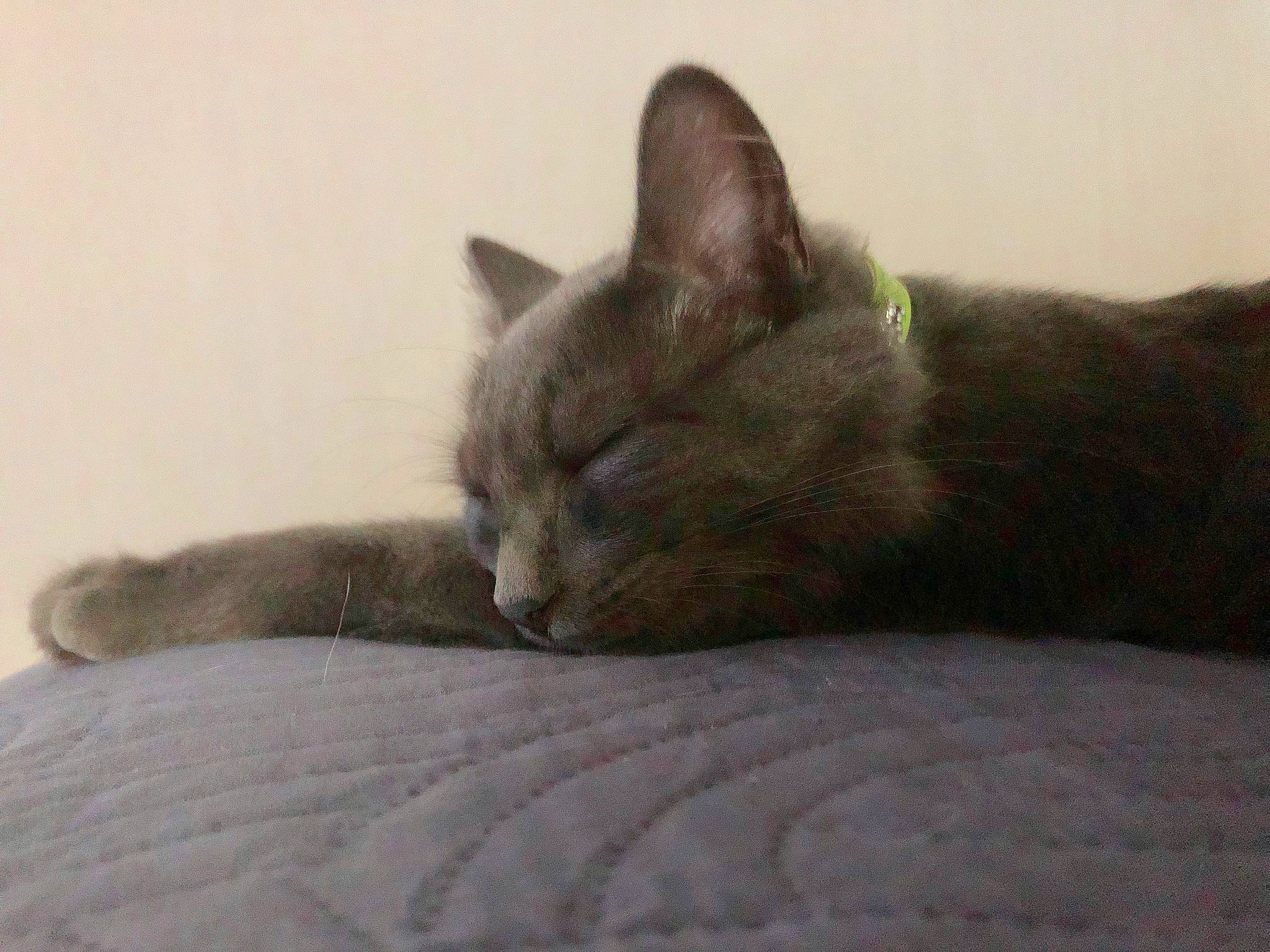 Pippa participe au concours pour gagner de l'argent avec cette photo : asian, burmese, carnivore, cat, chartreux, domestic_short_haired_cat, felidae, korat, mammal, nap, russian_blue, small_to_medium_sized_cats, snout, vertebrate, whiskers