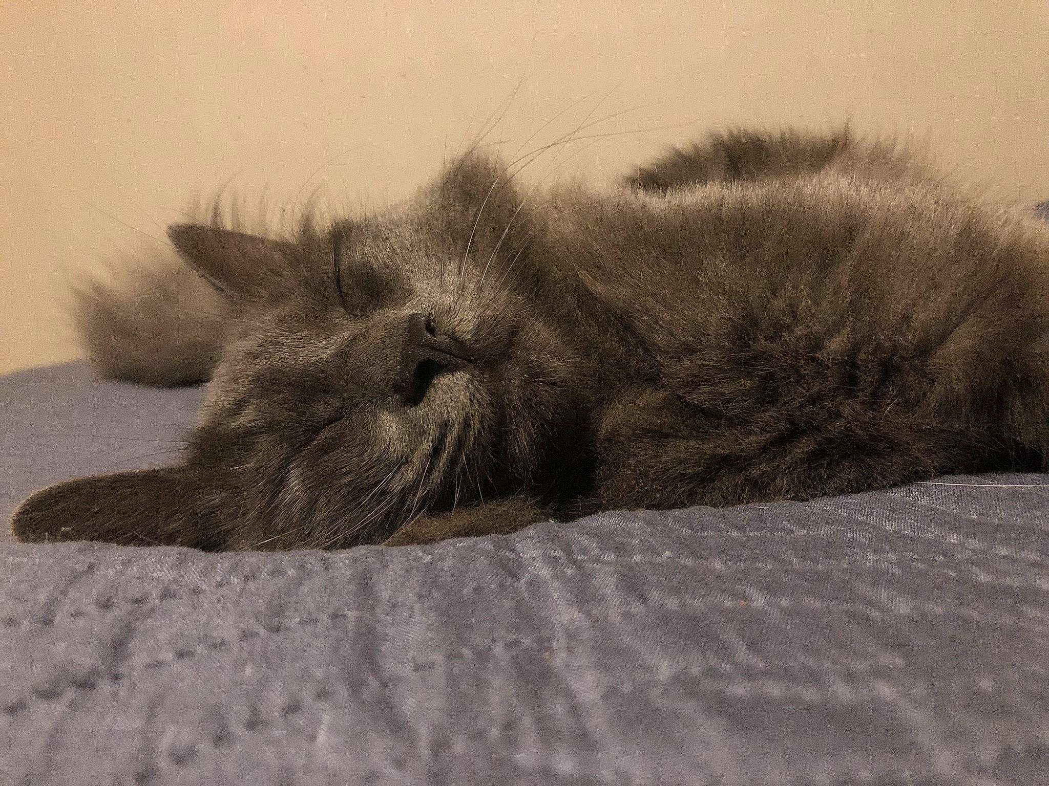 Pippa a rejoint le concours — aidez-le/la à gagner de superbes lots ! british_longhair, british_semi_longhair, british_shorthair, carnivore, cat, claw, domestic_long_haired_cat, felidae, fur, kitten, maine_coon, nap, nebelung, norwegian_forest_cat, persian, ragamuffin, sleep, small_to_medium_sized_cats, tabby_cat, whiskers