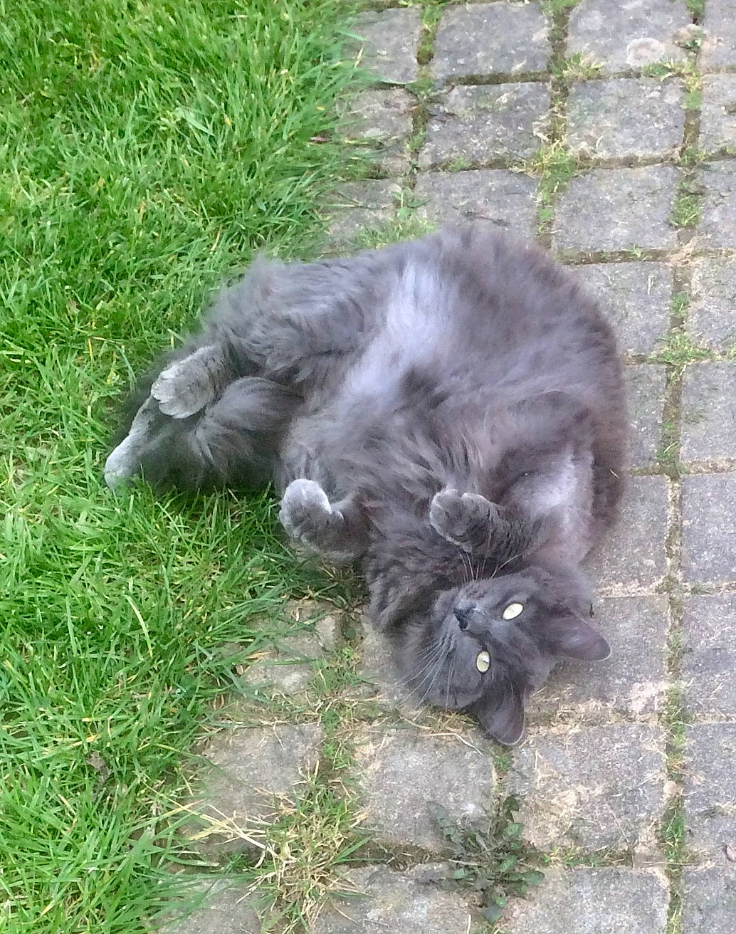 Pippa participe au concours pour gagner de l'argent avec cette photo : british_longhair, british_shorthair, carnivore, cat, chartreux, fawn, felidae, grass, nebelung, persian, russian_blue, small_to_medium_sized_cats, tail