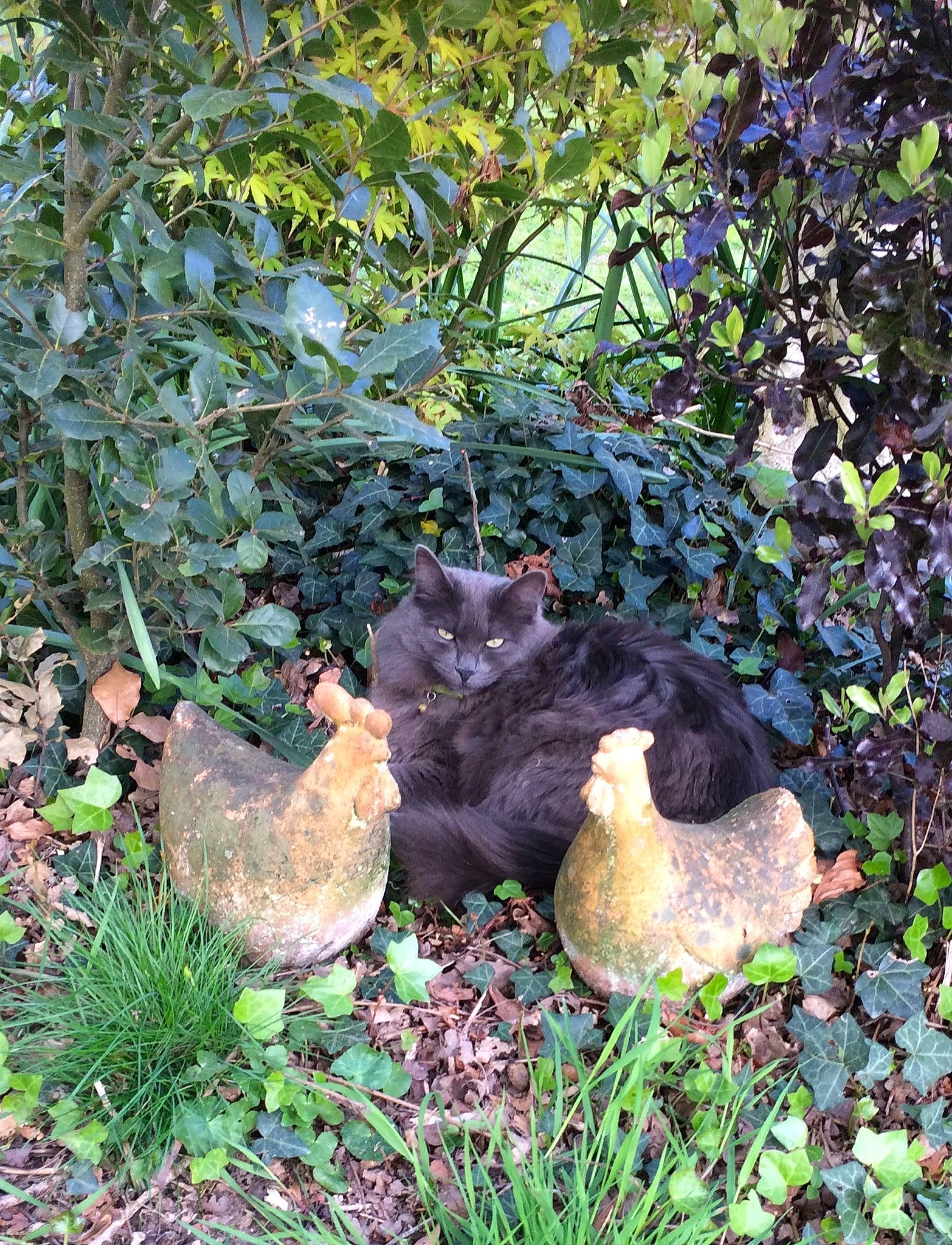 Pippa participe au concours pour gagner de l'argent avec cette photo : bird, botany, chicken, fawn, garden, grass, groundcover, plant, plant_community, soil, tree