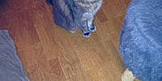 Merlin participe au concours pour gagner de l'argent avec cette photo :
