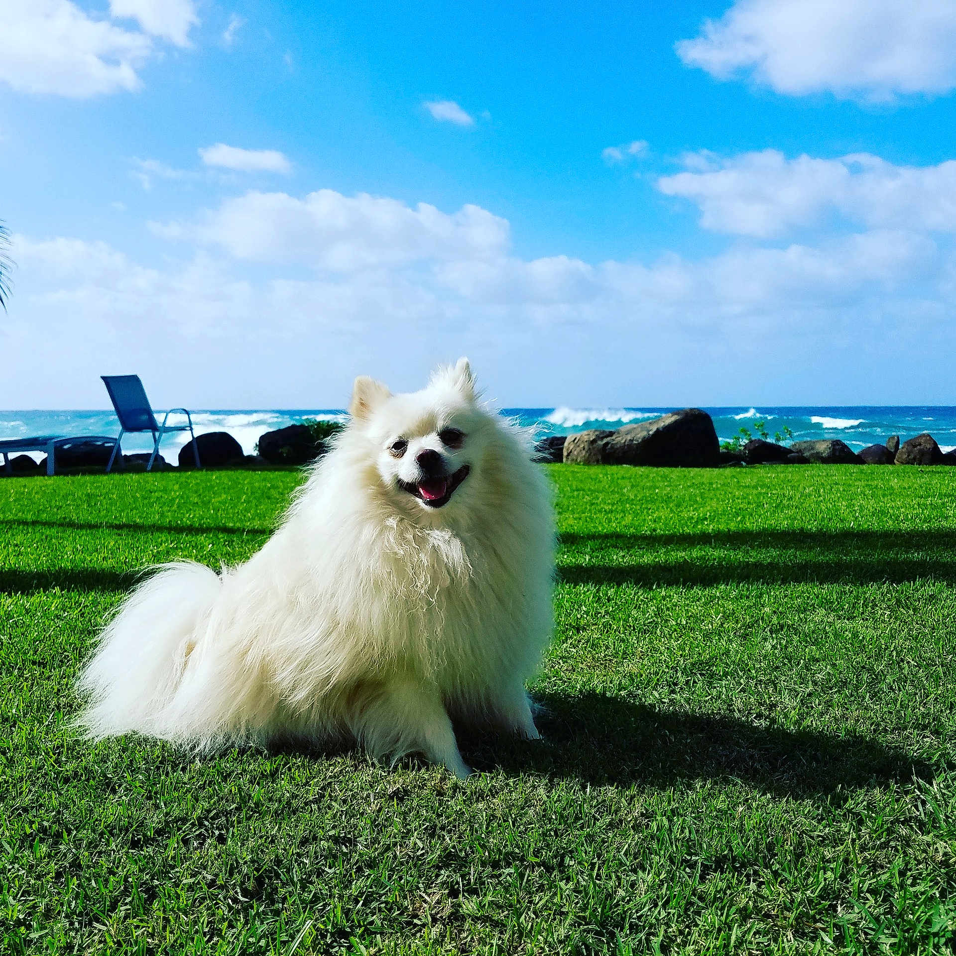 Ninja