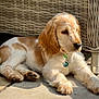Rosie joined the competition — help win amazing prizes! puppy, dog, animal, pet, wicker_furniture, outdoor, sunlight, relaxed, brown_and_white, fur, paw, collar, tag, floor, stone, calm, cute, young_dog, resting, side_view