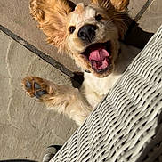 Rosie is registered to the contest to win money with this photo: dog, puppy, golden_retriever, outdoor, sunlight, stone_patio, playful, tongue_out, paw, ears, white_wicker_chair, happy, pet, animal, canine, fur, smiling, close_up, lying_down, shadow