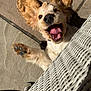 dog, puppy, golden_retriever, outdoor, sunlight, stone_patio, playful, tongue_out, paw, ears, white_wicker_chair, happy, pet, animal, canine, fur, smiling, close_up, lying_down, shadow