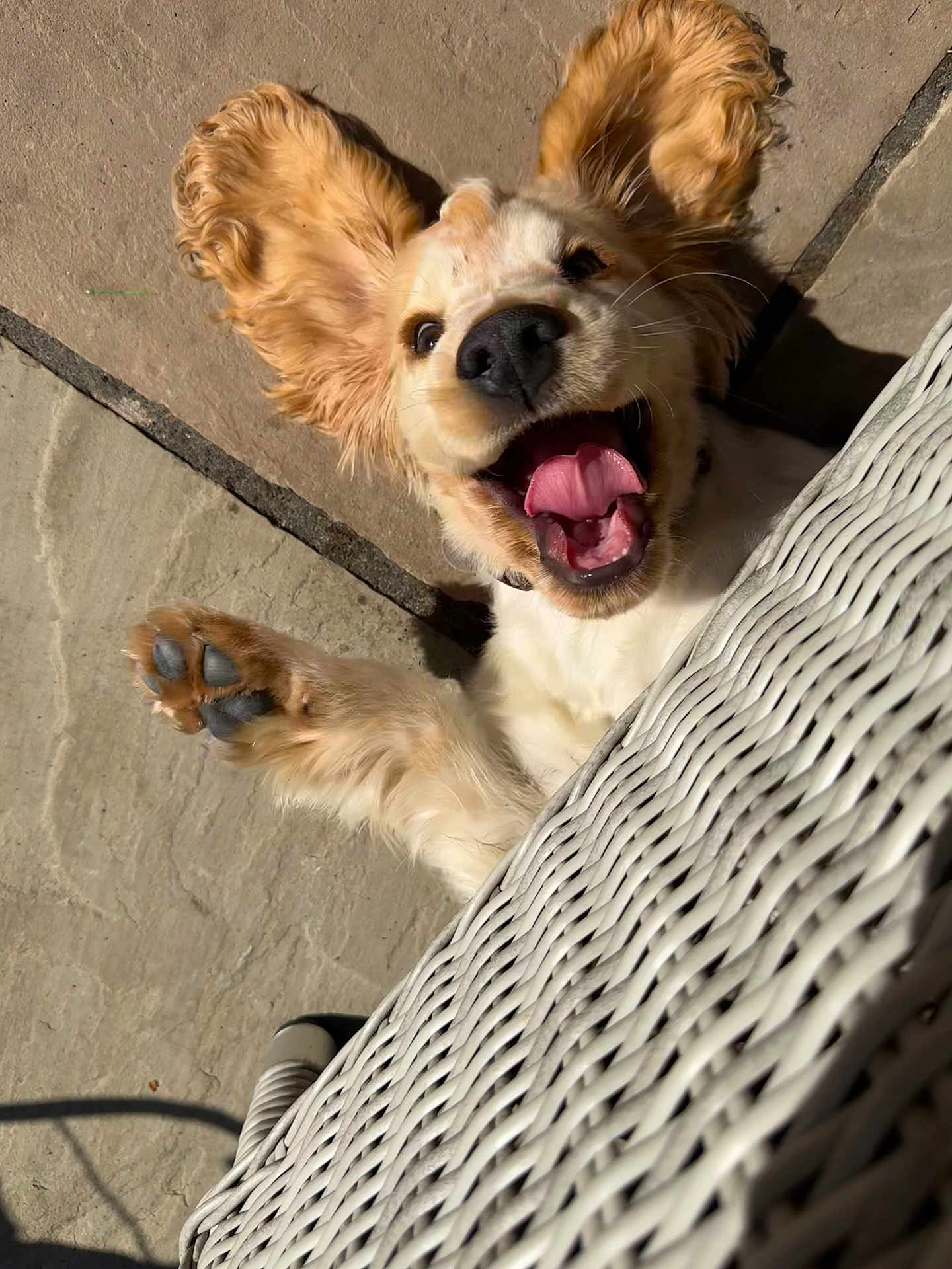 Rosie