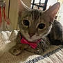 Daisy is registered to the contest to win money with this photo: kitten, cat, pet, bow_tie, indoor, blanket, fur, whiskers, cute, animal, closeup, portrait, tabby, young, domestic, feline, resting, collar, playful, soft