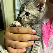 Daisy joined the competition — help win amazing prizes! kitten, cat, gray_tabby, hand, person, pink_shirt, star_design, feline, pet, cute, indoor, close_up, fur, whiskers, claws, young_animal, holding, curious, small, domestic_animal