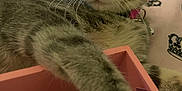 Daisy joined the competition — help win amazing prizes! cat, tabby, paw, box, pink, paper, curious, indoor, bed, fabric, collar, pet, whiskers, closeup, animal, cute, feline, resting, young, domestic
