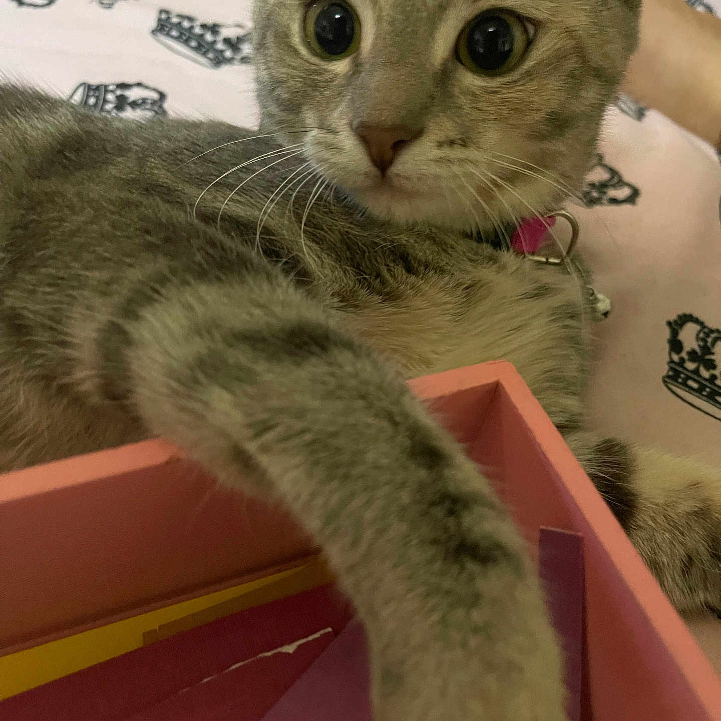 Daisy joined the competition — help win amazing prizes! animal, bed, box, cat, closeup, collar, curious, cute, domestic, fabric, feline, indoor, paper, paw, pet, pink, resting, tabby, whiskers, young