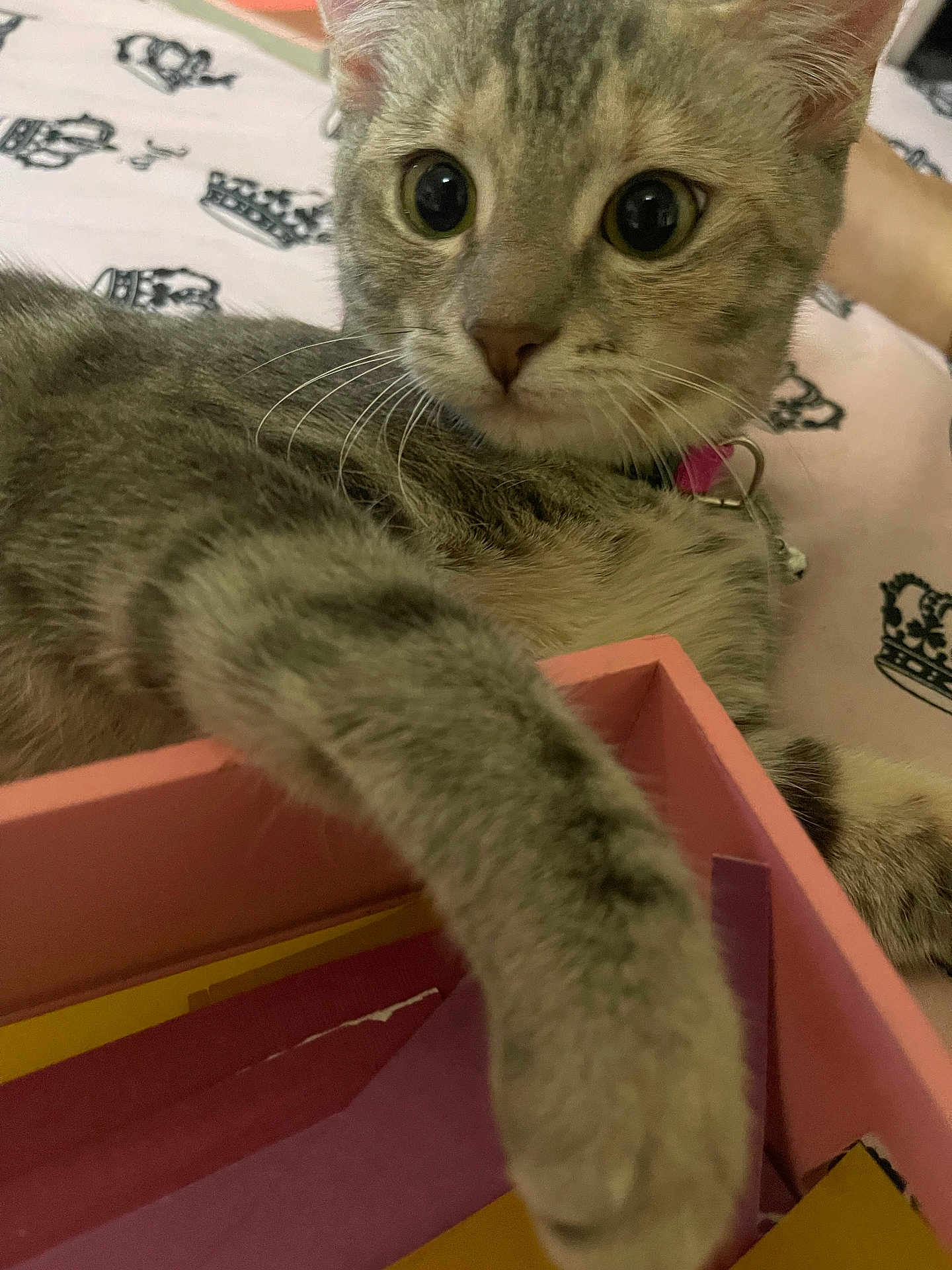 Daisy joined the competition — help win amazing prizes! cat, tabby, paw, box, pink, paper, curious, indoor, bed, fabric, collar, pet, whiskers, closeup, animal, cute, feline, resting, young, domestic