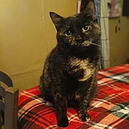 Ava is registered to the contest to win money with this photo: cat, tortoiseshell, pet, animal, indoor, table, plaid, red, curious, feline, cozy, domestic, fur, whiskers, ears, looking, head_tilt, home, soft_light, seated