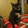 cat, tortoiseshell, pet, animal, indoor, table, plaid, red, curious, feline, cozy, domestic, fur, whiskers, ears, looking, head_tilt, home, soft_light, seated