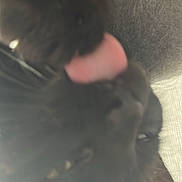 Rose participe au concours pour gagner de l'argent avec cette photo : animal, black_cat, cat, close_up, closeup, cozy, cute, ear, feline, fur, indoor, licking, mammal, paw, pet, resting, sleepy, soft_focus, tongue, whiskers
