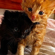 Sunny And Bitsy joined the competition — help win amazing prizes! adorable, animal, bed, black_cat, cat, closeup, companions, cute, eyes, feline, fur, indoor, kitten, orange_cat, pet, small, snuggle, soft, whiskers, young