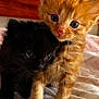 adorable, animal, bed, black_cat, cat, closeup, companions, cute, eyes, feline, fur, indoor, kitten, orange_cat, pet, small, snuggle, soft, whiskers, young