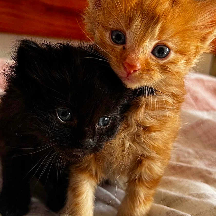 Sunny And Bitsy joined the competition — help win amazing prizes! adorable, animal, bed, black_cat, cat, closeup, companions, cute, eyes, feline, fur, indoor, kitten, orange_cat, pet, small, snuggle, soft, whiskers, young