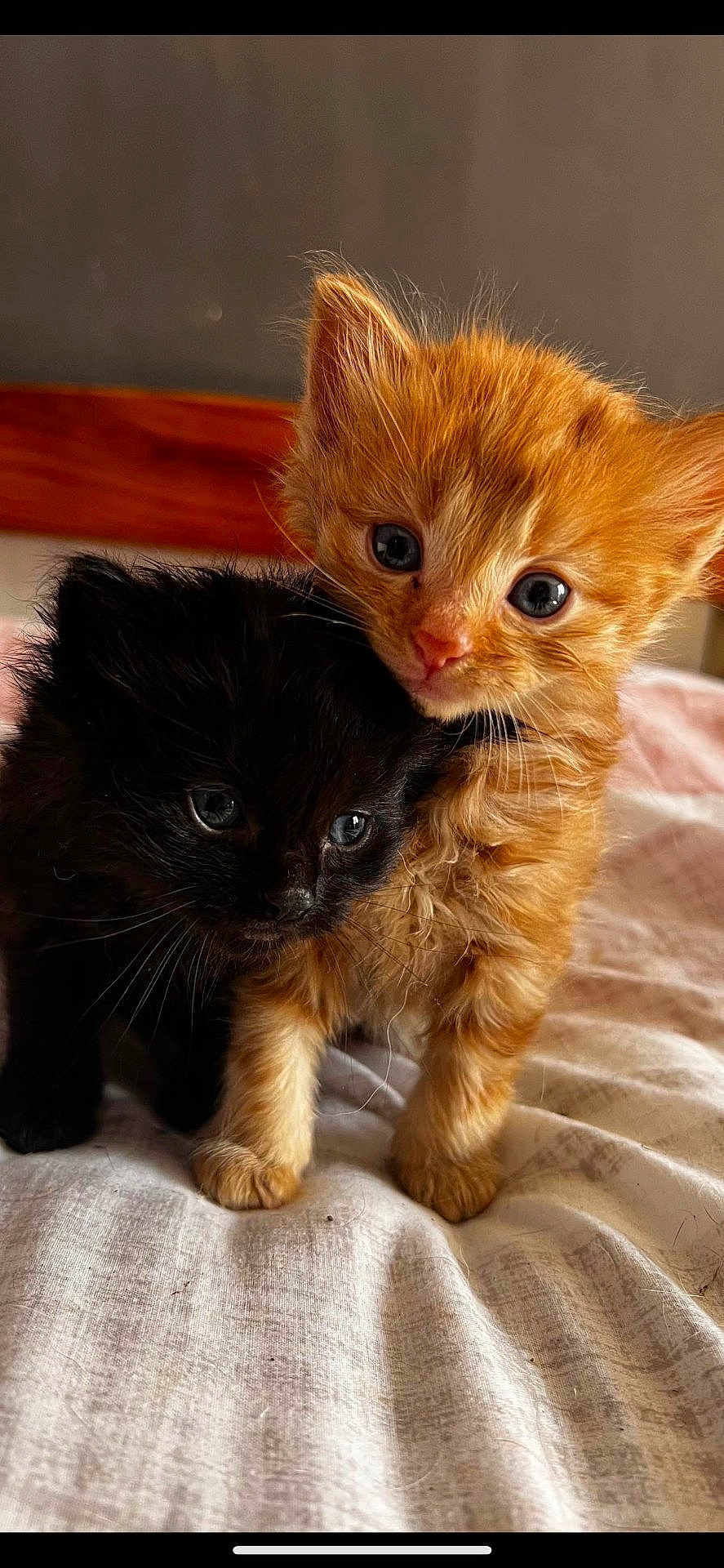 Sunny And Bitsy joined the competition — help win amazing prizes! adorable, animal, bed, black_cat, cat, closeup, companions, cute, eyes, feline, fur, indoor, kitten, orange_cat, pet, small, snuggle, soft, whiskers, young