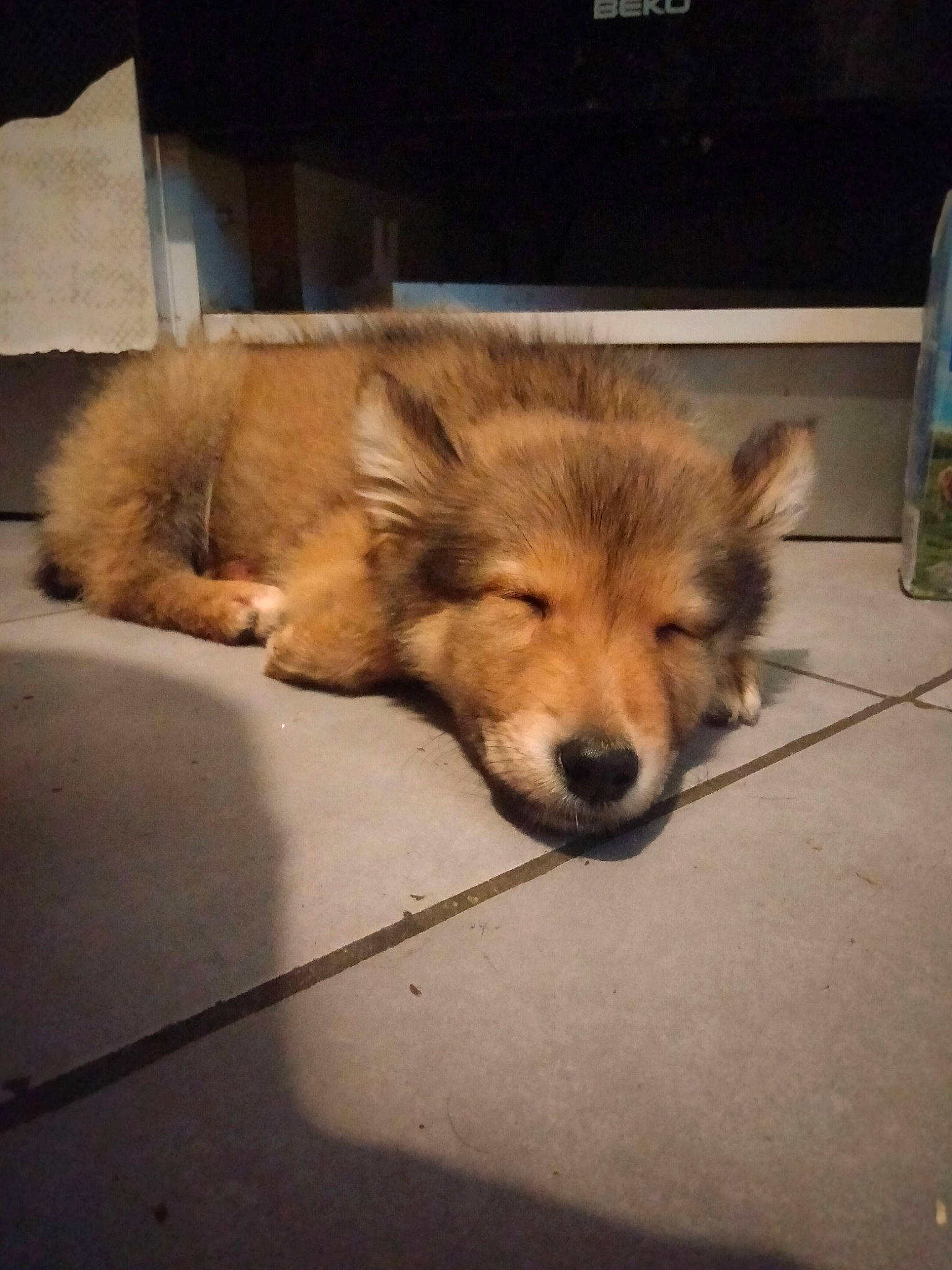 Bilgin a rejoint le concours — aidez-le/la à gagner de superbes lots ! ancient_dog_breeds, canidae, canis, carnivore, companion_dog, dog, dog_breed, fawn, flooring, fur, german_spitz_mittel, non_sporting_group, paw, rough_collie, sporting_group, street_dog, tail, terrestrial_animal, whiskers, working_dog