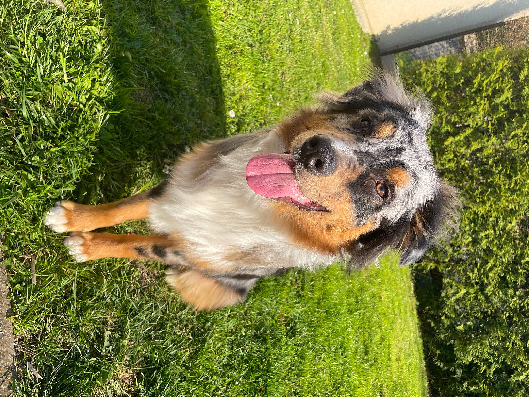 Snow participe au concours pour gagner de l'argent avec cette photo : canidae, carnivore, collar, collie, companion_dog, dock_jumping, dog, dog_breed, fawn, fur, german_shepherd_dog, grass, herding_dog, lawn, miniature_australian_shepherd, old_german_shepherd_dog, plant, scotch_collie, sporting_group, whiskers