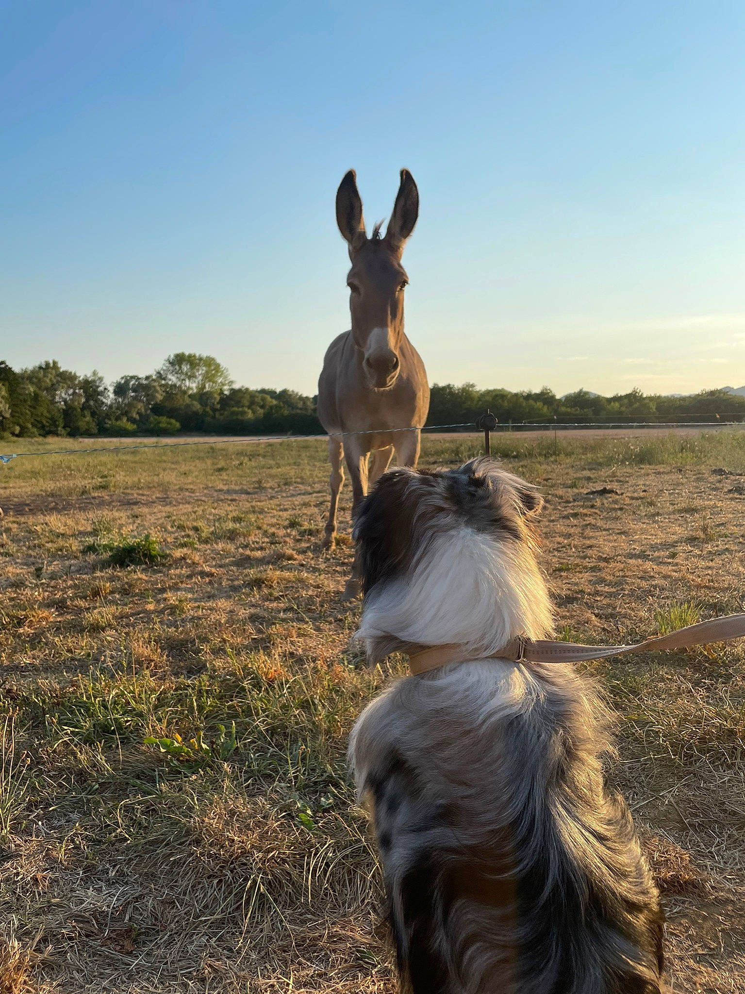 Snow a rejoint le concours — aidez-le/la à gagner de superbes lots ! carnivore, companion_dog, dog, dog_breed, fawn, fun, gesture, grass, grassland, happy, landscape, livestock, nature, plant, sky, snout, terrestrial_animal, tree, wildlife, working_animal