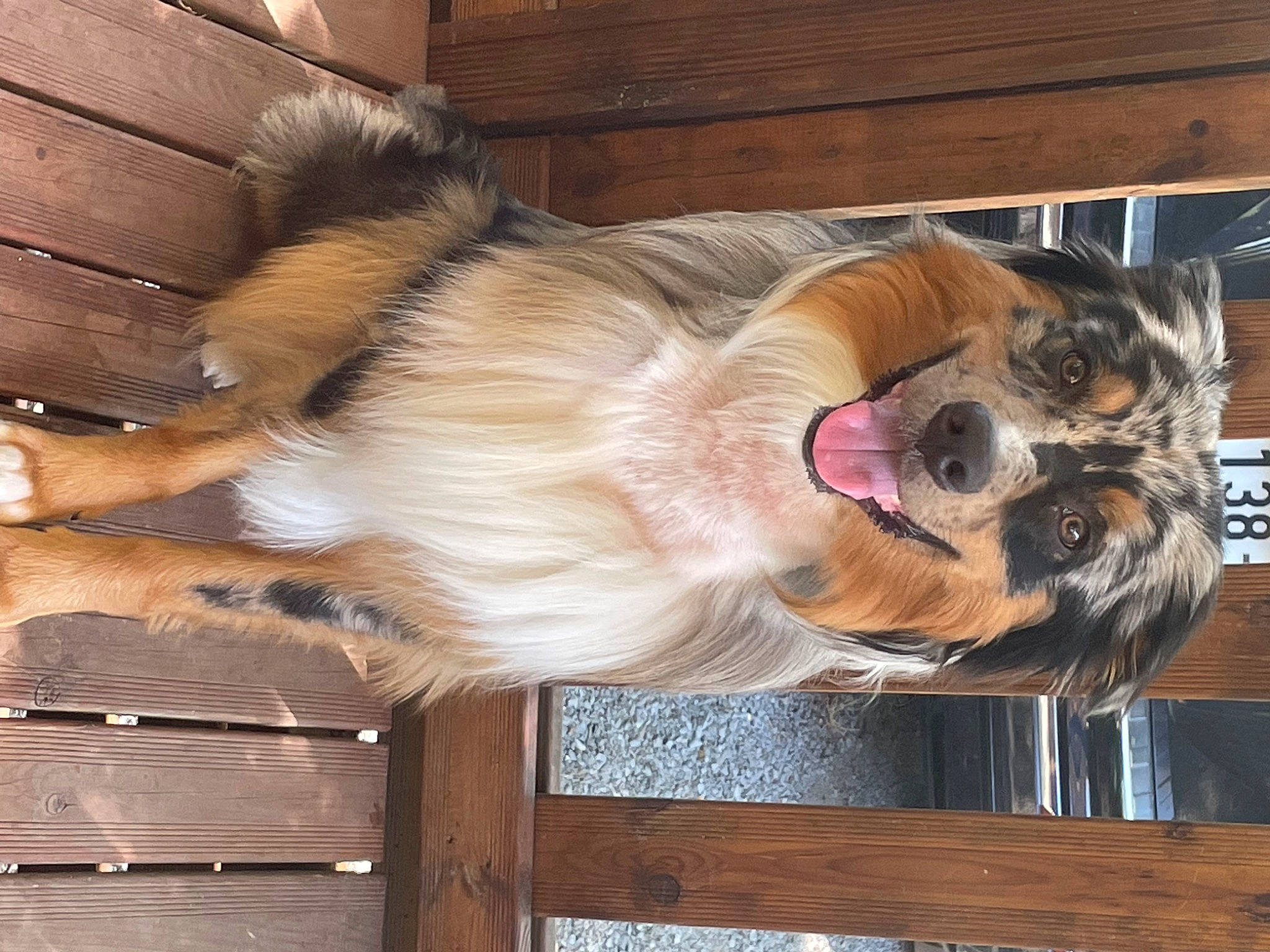 Snow a rejoint le concours — aidez-le/la à gagner de superbes lots ! canidae, carnivore, collar, companion_dog, dog, dog_breed, dog_collar, dog_supply, fawn, fence, fur, home_fencing, liver, pet_supply, snout, sporting_group, tail, whiskers, wood, working_animal