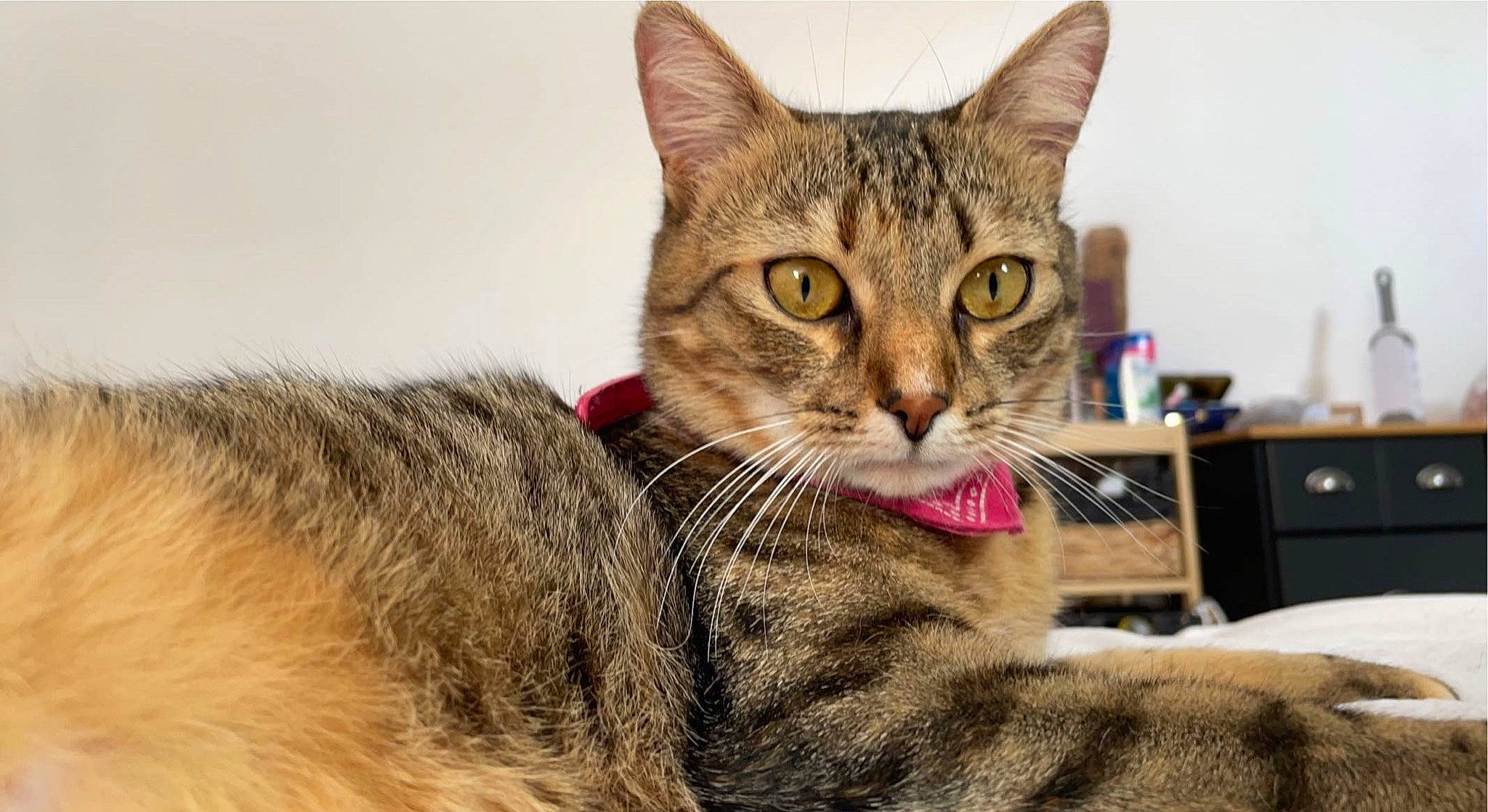 Nala a rejoint le concours — aidez-le/la à gagner de superbes lots ! carnivore, cat, claw, comfort, domestic_short_haired_cat, felidae, fur, paw, sitting, small_to_medium_sized_cats, snout, terrestrial_animal, whiskers, wildlife