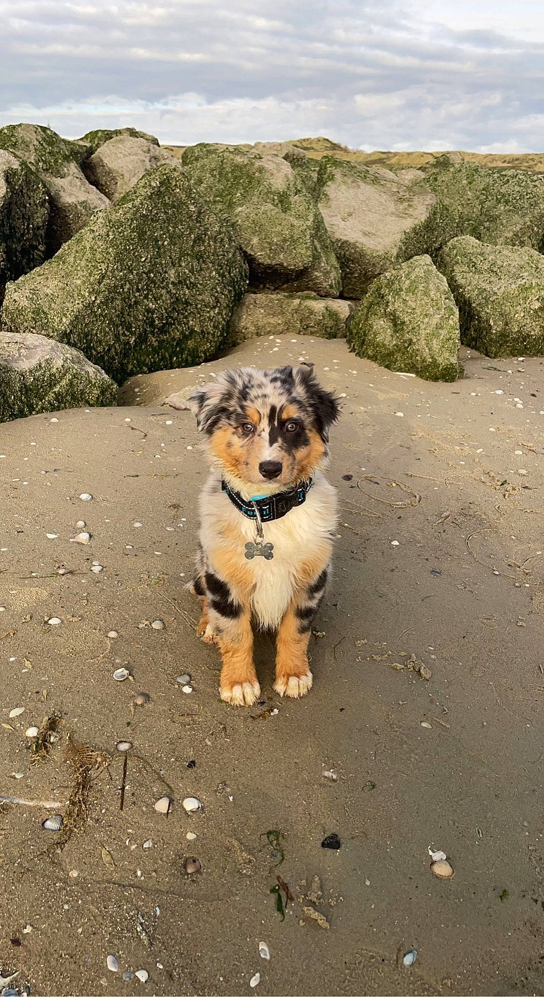 Snow a rejoint le concours — aidez-le/la à gagner de superbes lots ! asphalt, canidae, carnivore, cloud, collar, companion_dog, dog, dog_breed, fawn, landscape, leash, pet_supply, road_surface, rock, sand, shadow, sky, soil, sporting_group, terrier