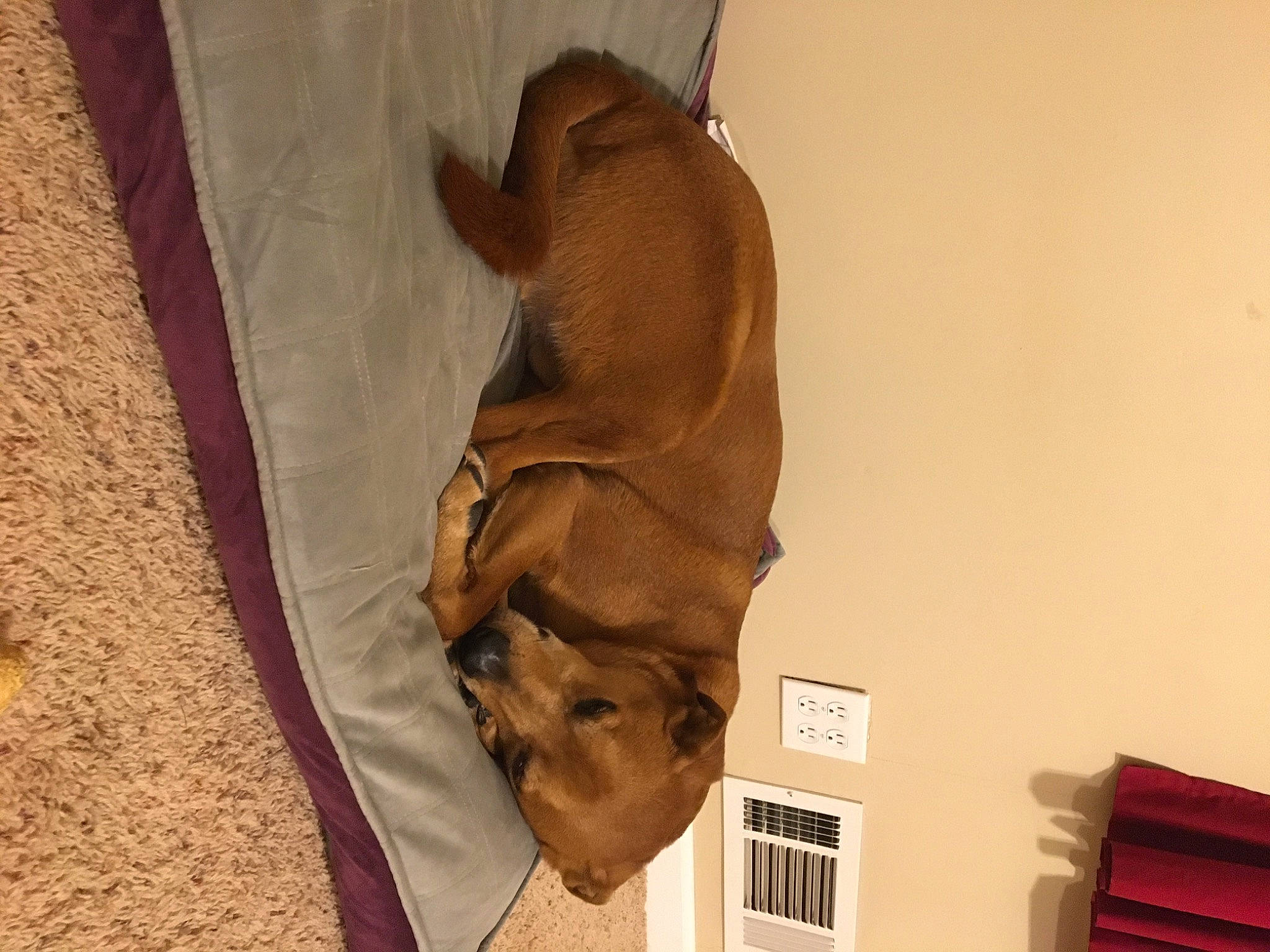 Buddy joined the competition — help win amazing prizes! canidae, dog_breed, fawn, sporting_group