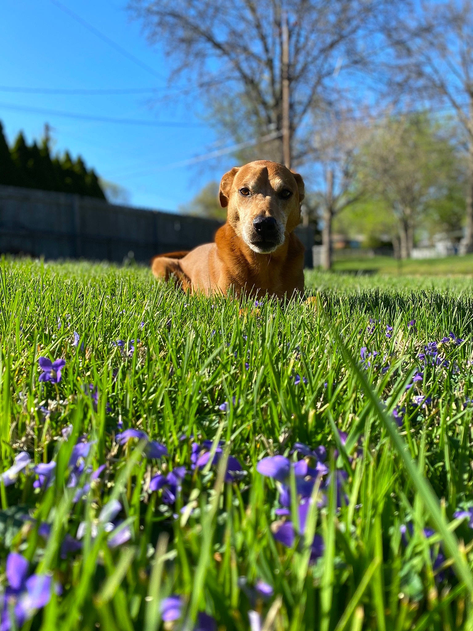 Buddy joined the competition — help win amazing prizes! ball, carnivore, companion_dog, daytime, dog, dog_breed, fawn, flower, grass, grass_family, grassland, groundcover, happy, meadow, natural_landscape, people_in_nature, plant, sky, sunlight, tree