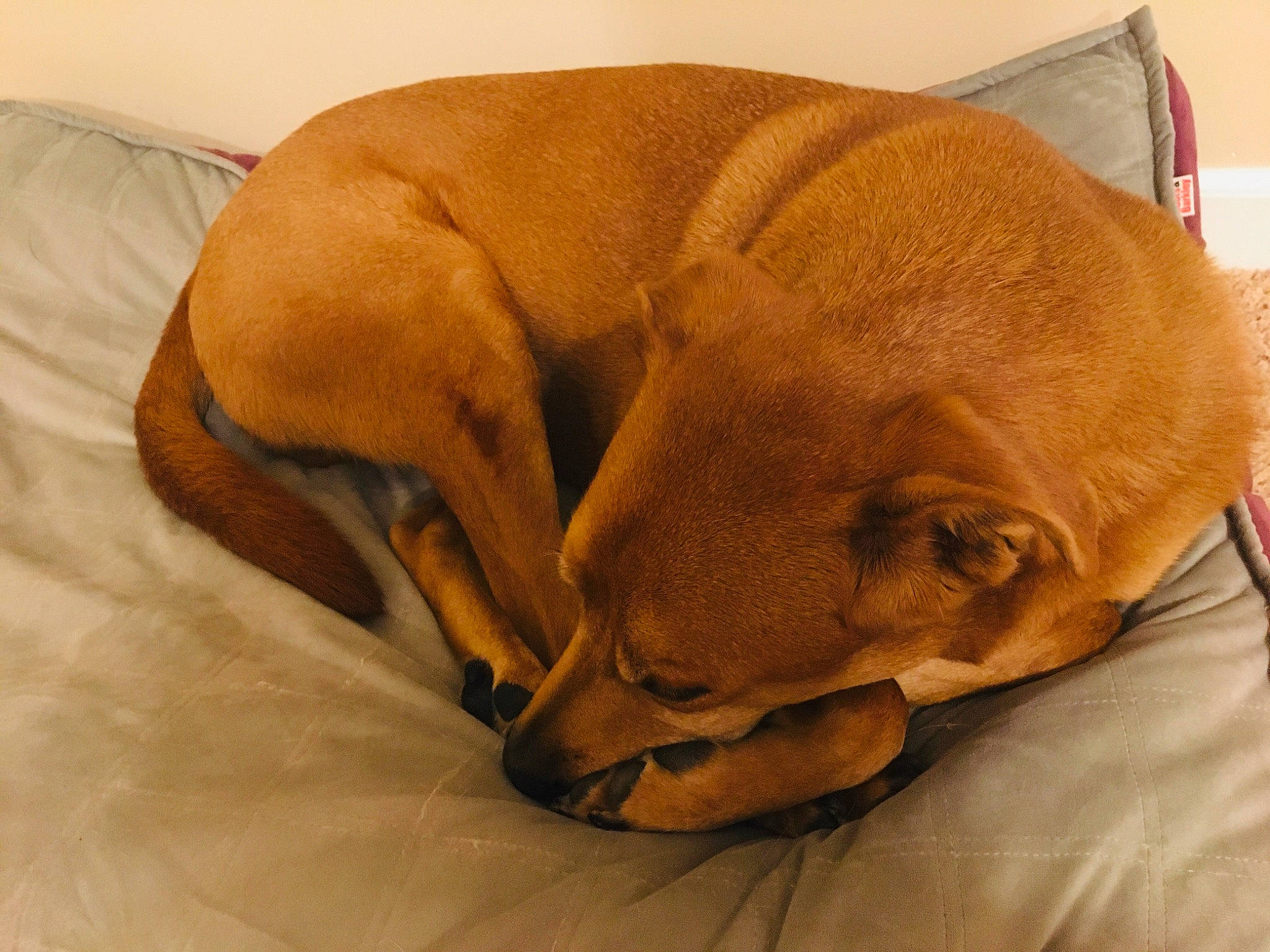 Buddy is registered to the contest to win money with this photo: canidae, carnivore, comfort, companion_dog, dog, dog_breed, fawn, mammal, nap, puppy, sleep, snout, sporting_group