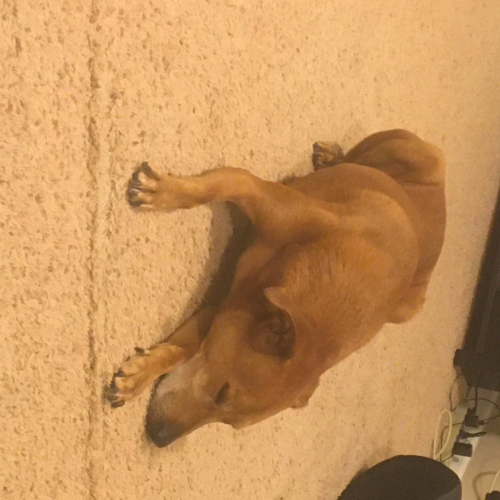 Buddy joined the competition — help win amazing prizes! boerboel, canidae, carnivore, dog, dog_breed, fawn, snout, sporting_group, street_dog