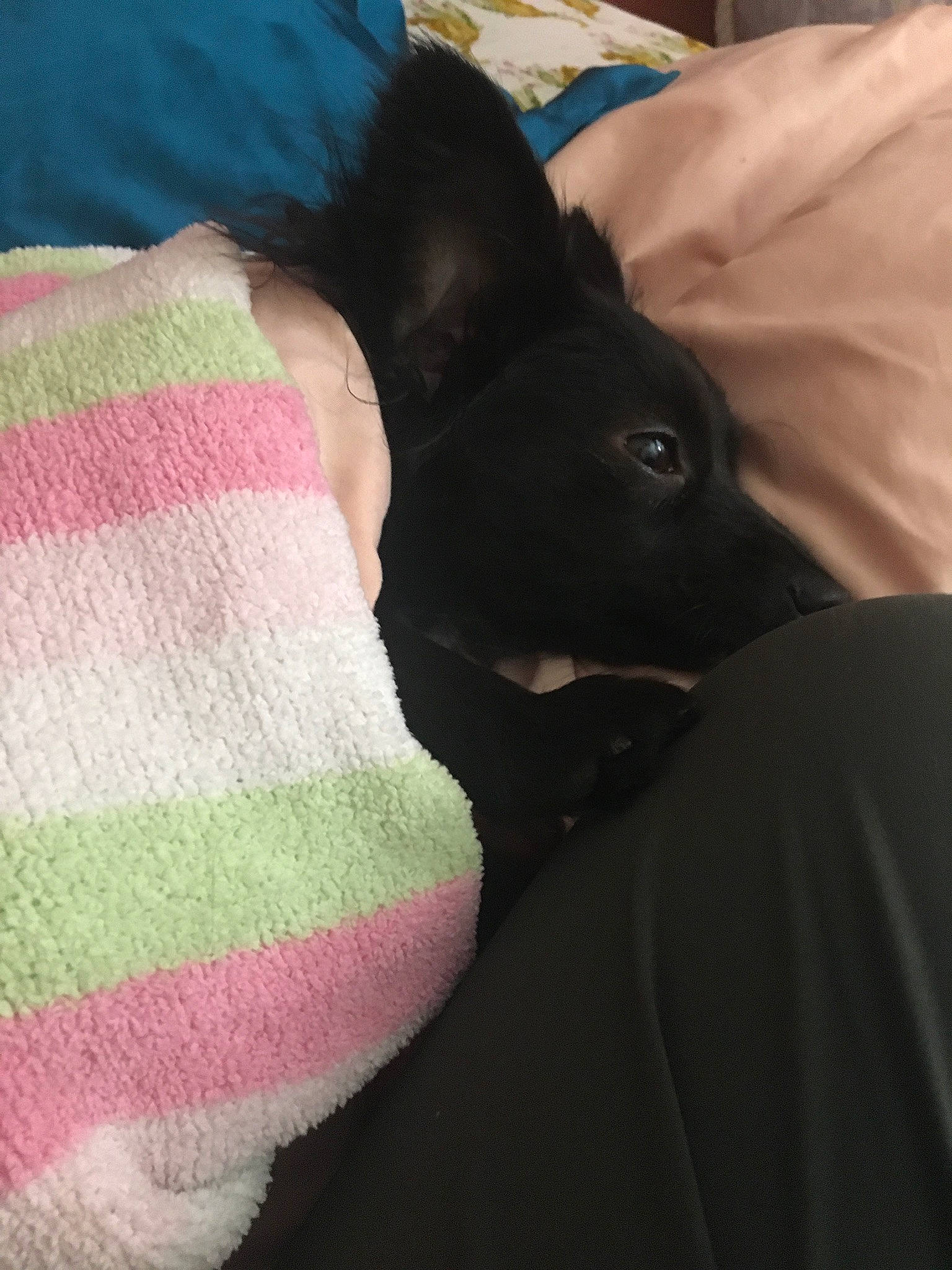 Mouse joined the competition — help win amazing prizes! bed, canidae, carnivore, comfort, companion_dog, dog, dog_breed, ear, fawn, felidae, gesture, grey, human_leg, linens, magenta, small_to_medium_sized_cats, snout, toy_dog, whiskers, wrist