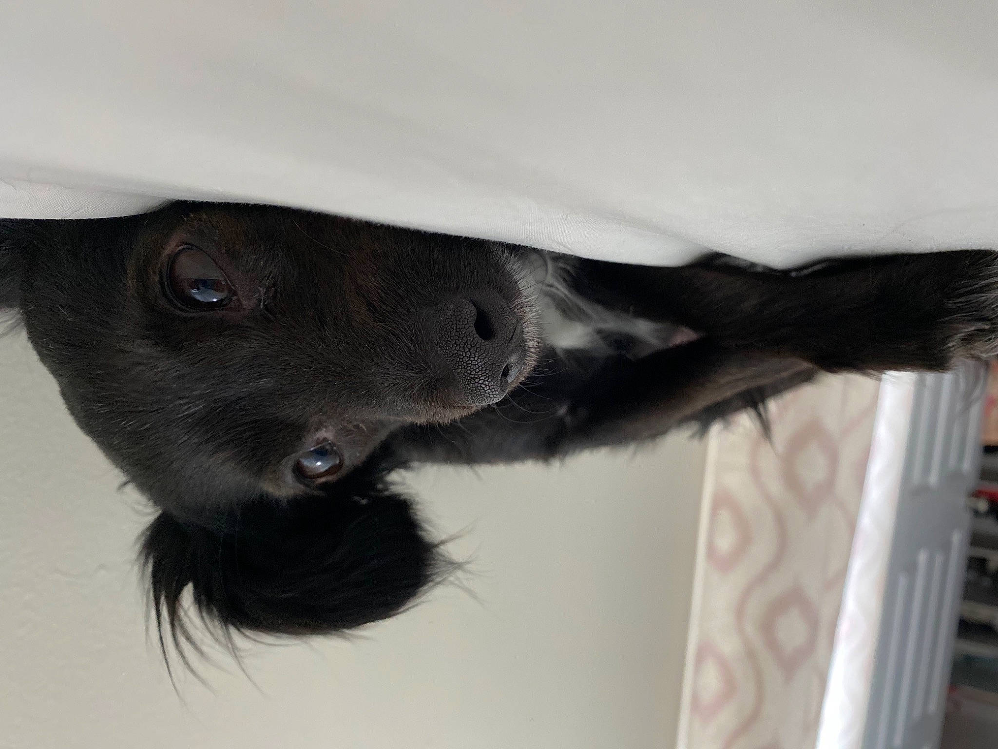 Mouse is registered to the contest to win money with this photo: canidae, carnivore, dog_breed, eyelash, felidae, fur, pet_supply, small_to_medium_sized_cats, snout, sporting_group, whiskers