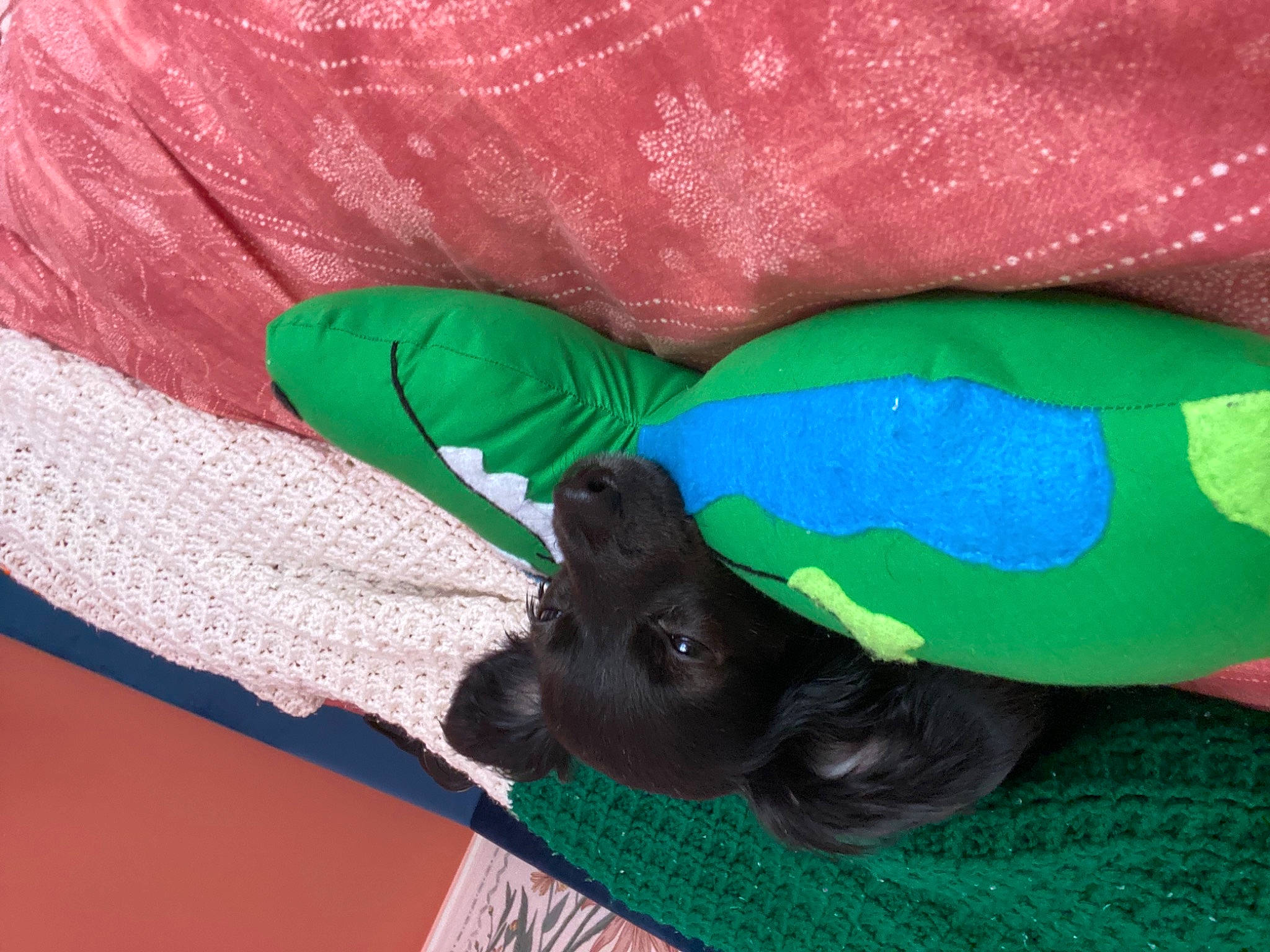 Mouse is registered to the contest to win money with this photo: aqua, azure, carnivore, comfort, companion_dog, dog, dog_breed, dog_supply, electric_blue, fashion_accessory, feather, fur, human_leg, linens, magenta, pattern, pink, sporting_group, tail, textile