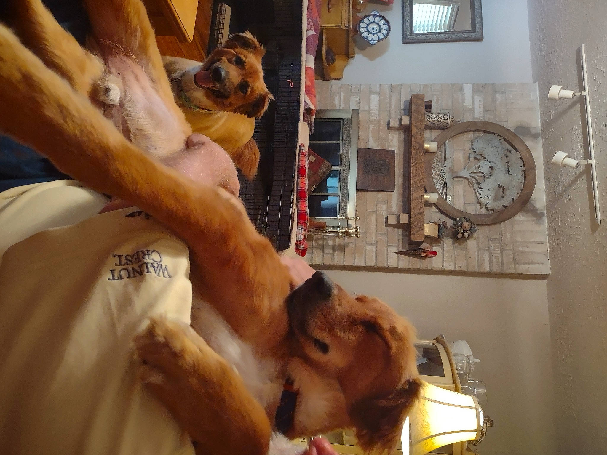 Willy And Lilly joined the competition — help win amazing prizes! canidae, carnivore, clock, comfort, companion_dog, dog, dog_breed, fawn, fur, hardwood, human_leg, machine, picture_frame, room, service, snout, sporting_group, wood, working_animal, wrist