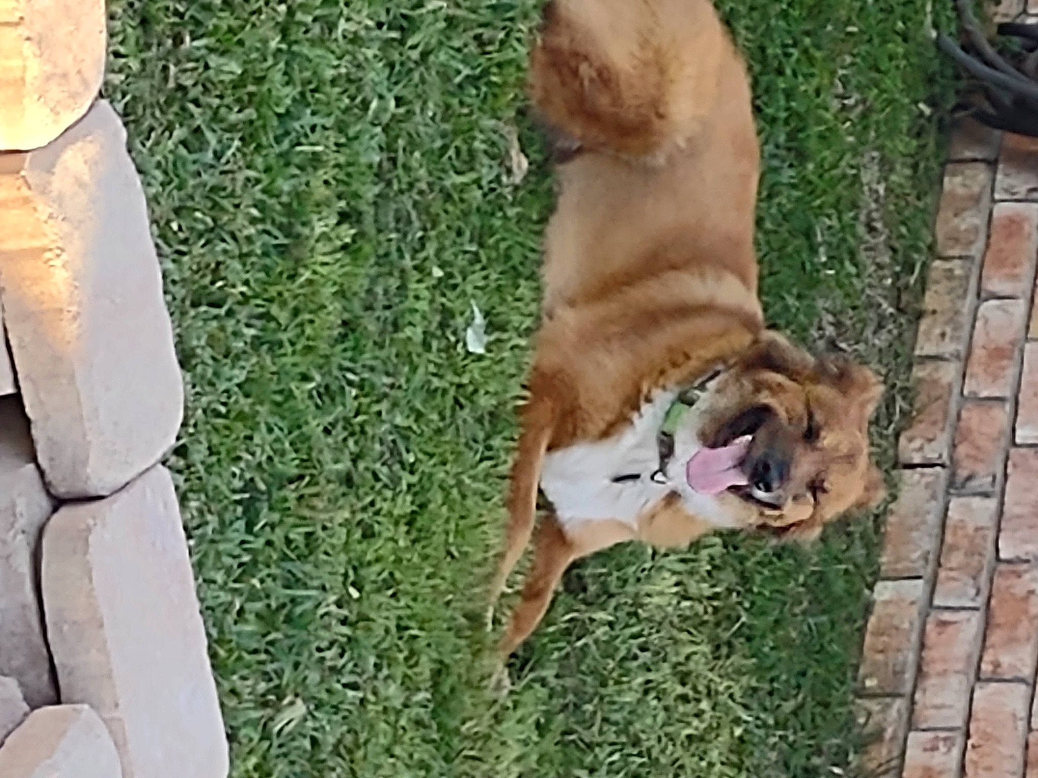 Willy And Lilly is registered to the contest to win money with this photo: ancient_dog_breeds, canidae, carnivore, collar, companion_dog, dog, dog_breed, dog_collar, fawn, flowerpot, grass, leash, liver, non_sporting_group, paw, pet_supply, sporting_group, tail, working_animal, working_dog