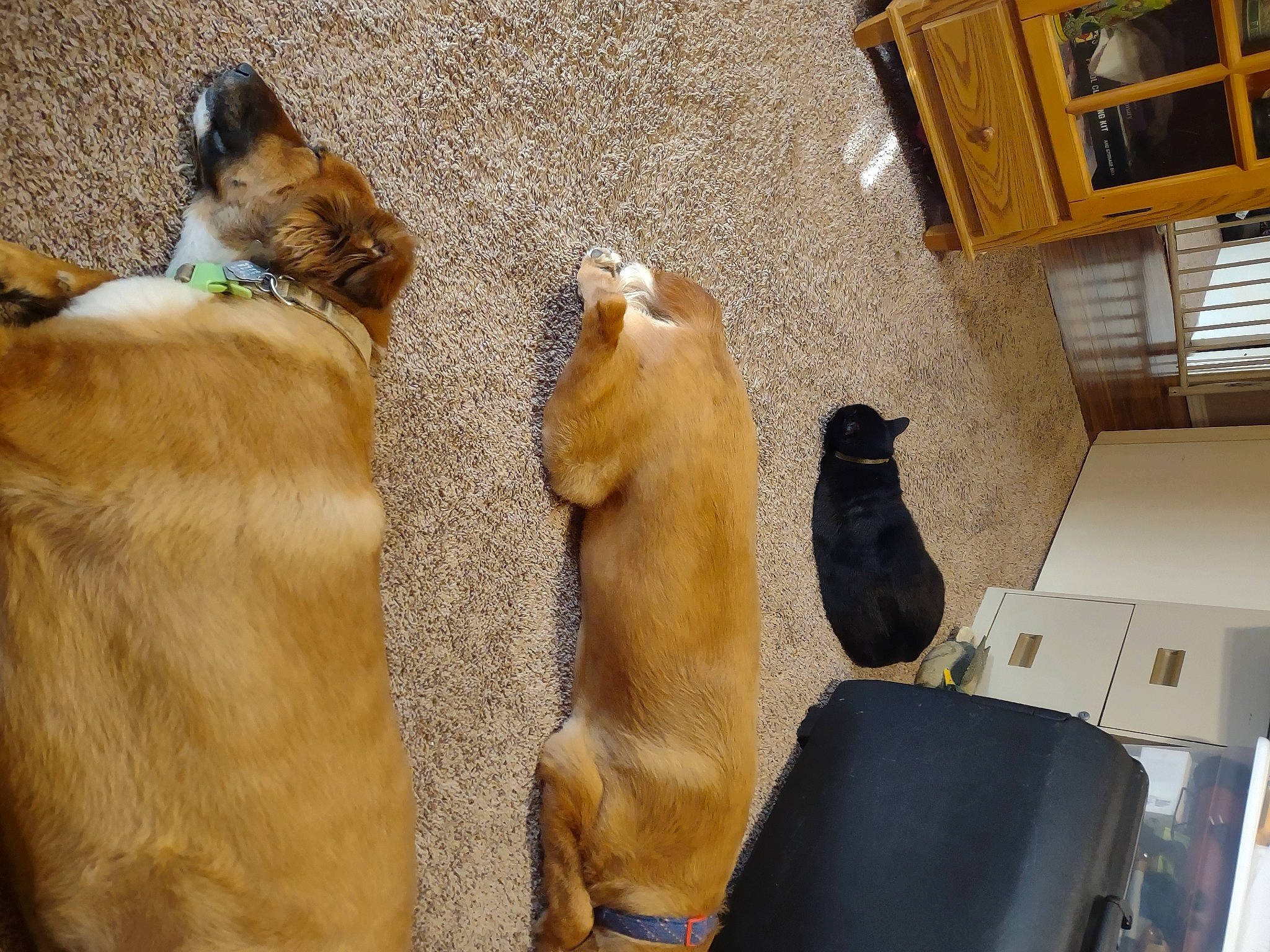 Willy And Lilly joined the competition — help win amazing prizes! building, canidae, carnivore, comfort, companion_dog, dog, dog_breed, fawn, felidae, flooring, fur, guard_dog, liver, non_sporting_group, sporting_group, tail, terrestrial_animal, window, wood, working_animal